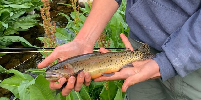 Person holds a small trout in their hands.