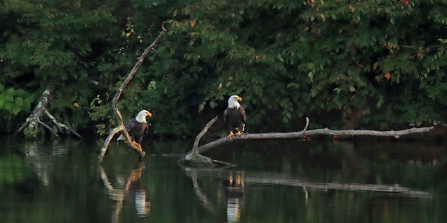 Bald eagle pair rests on a fallen tree in near the Cherry Valley Dam