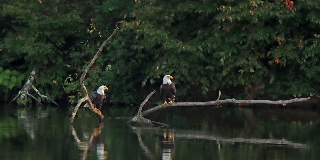 Bald eagle pair rests on a fallen tree in near the Cherry Valley Dam