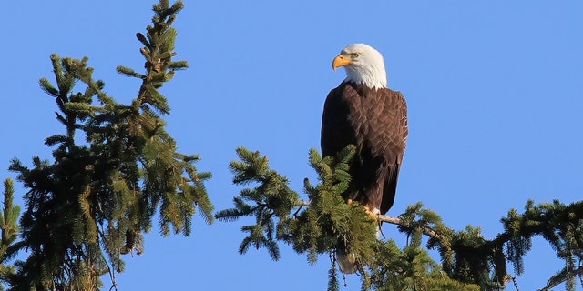 Bald eagle perched on tree branch against blue sky