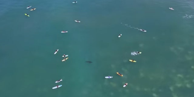 sharks San Onofre State Beach in San Diego County, California