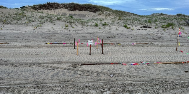 Carova, North Carolina nesting area