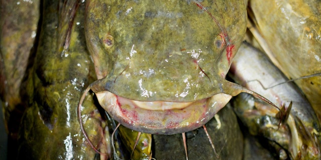 Catfish