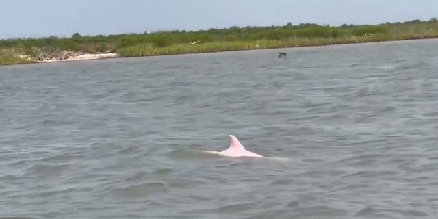 Louisiana pink dolphin