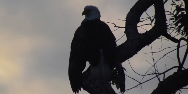 bald eagle on tree, silhouetted