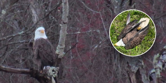 Eagle perched in tree, inset: eagle dead on ground
