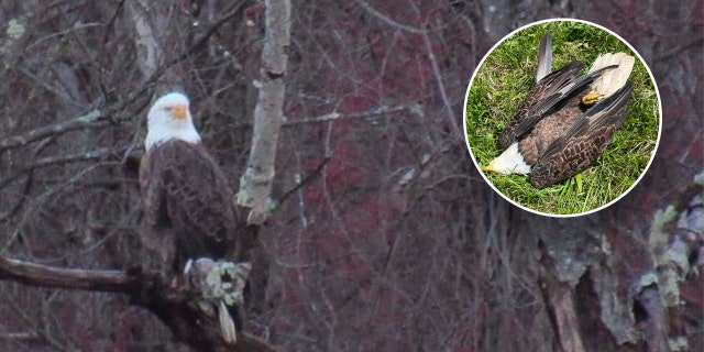 Eagle perched in tree, inset: eagle dead on ground
