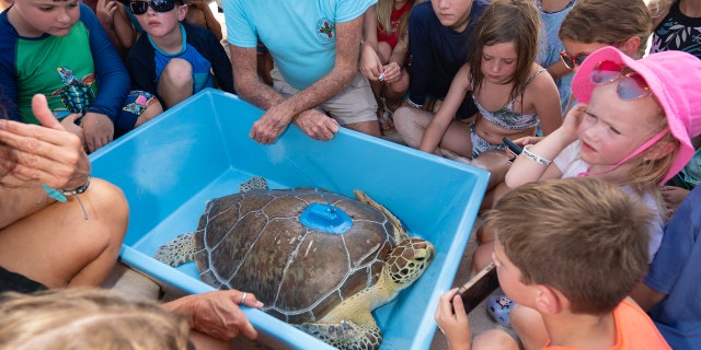 Children look at a green sea turtle