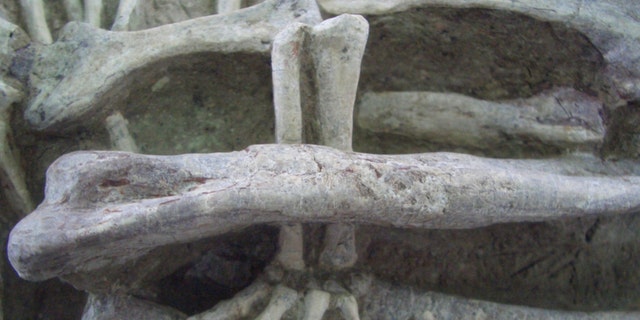 Der linke Hinterfuß eines Säugetiers greift nach dem linken Unterschenkel eines Dinosauriers