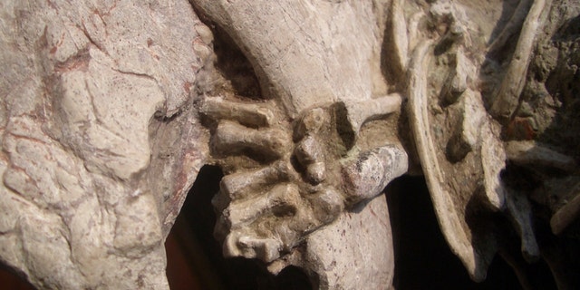 A mammal's left hand wrapped around a dinosaur's lower jaw