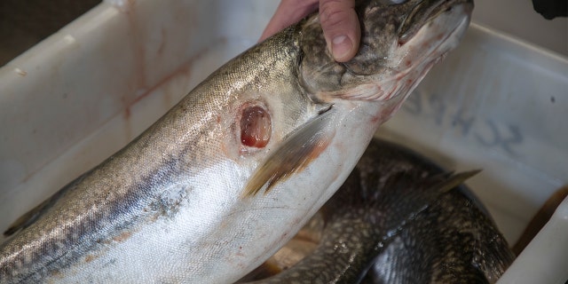 Lake trout bitten by sea lamprey