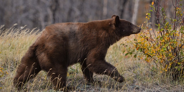 Black bear