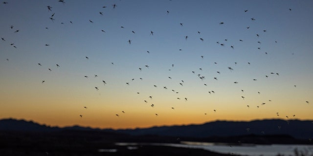 Mosquitoes flying
