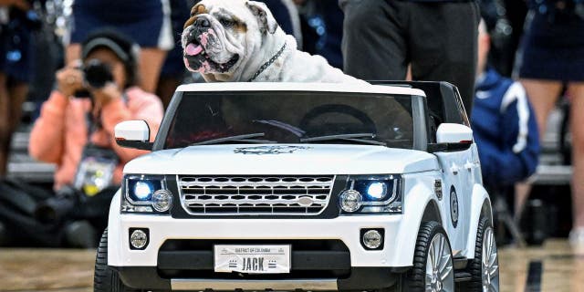 Jack sitting in mini truck