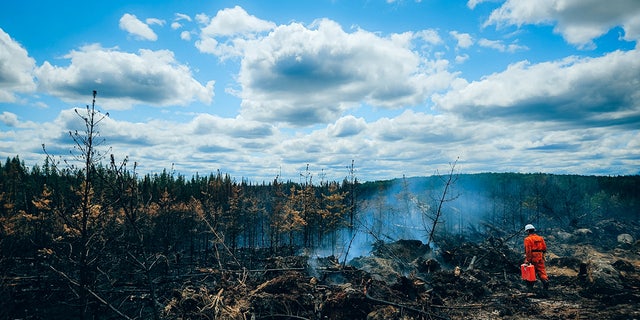 French firefighter walks in burned down forest in Quebec