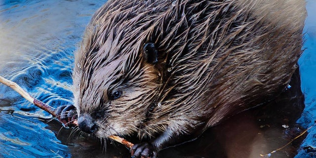 A beaver chewing