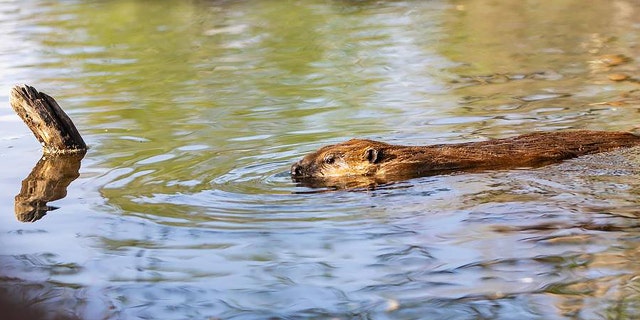 A beaver swimming