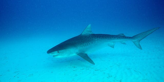 Tiger Shark, Bahamas