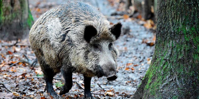 wild boar