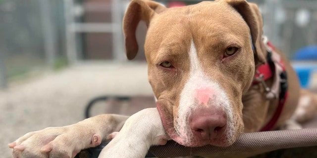 Adoptable dog