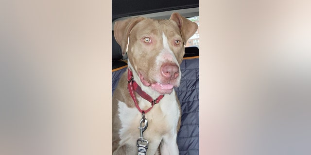 Adoptable pet