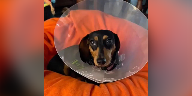 A small dog wearing a plastic cone