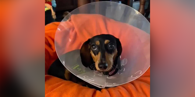 A small dog wearing a plastic cone