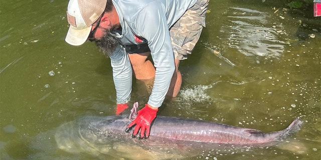 Micka Burkhart releases his record blue catfish.