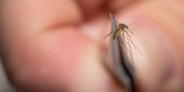 A mosquito collected on August 25, 2021, in Louisville, Kentucky