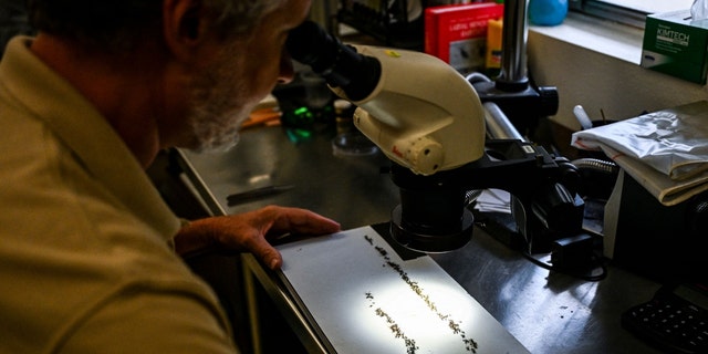 Sarasota County Mosquito Management Services Manager, Wade Brennan, studies specimens under a microscope