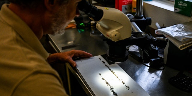El Gerente de Servicios de Manejo de Mosquitos del Condado de Sarasota, Wade Brennan, estudia especímenes bajo un microscopio