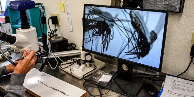 Health officials at Sarasota County Mosquito Management Services study specimens of anopheles mosquitoes