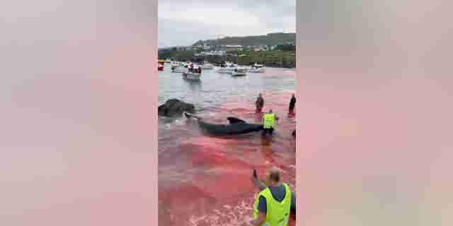 Faroe Islands cruise