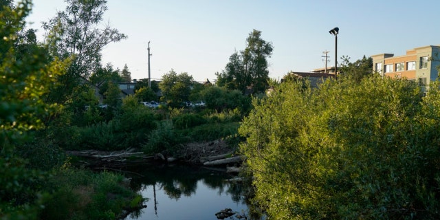 Beavers in Napa Creek