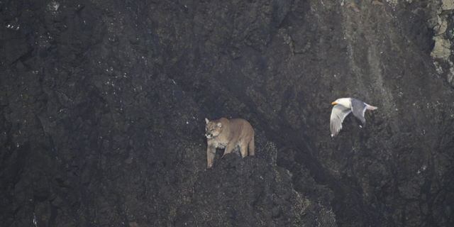 Cougar on Haystack Rock