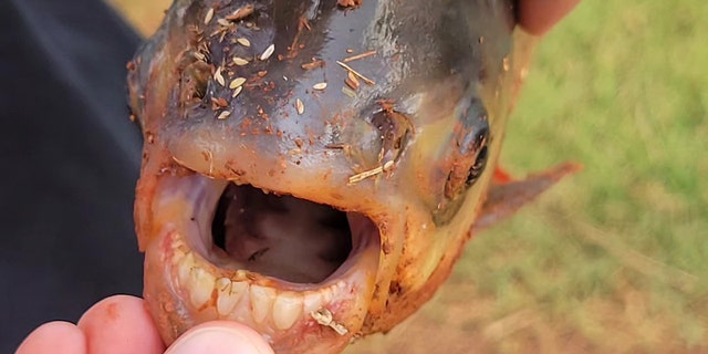 Charlie Clinton showing Pacu fish teeth