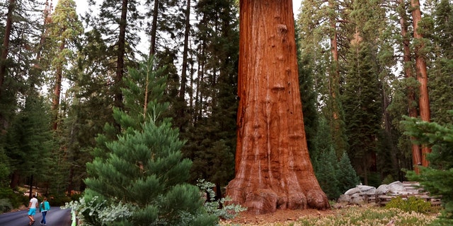 A tree and visitors in Sequoia National Park