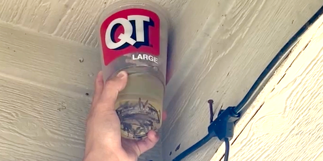 tiktok trend wasp in a cup