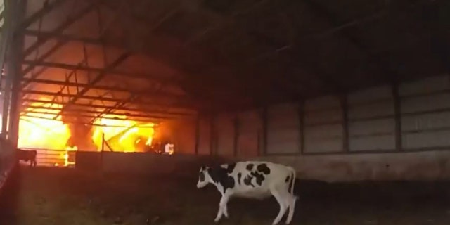 Cow caught in fire