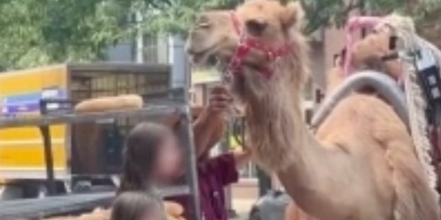 Pearl the camel