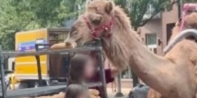 Pearl the camel