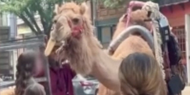 Pearl the camel