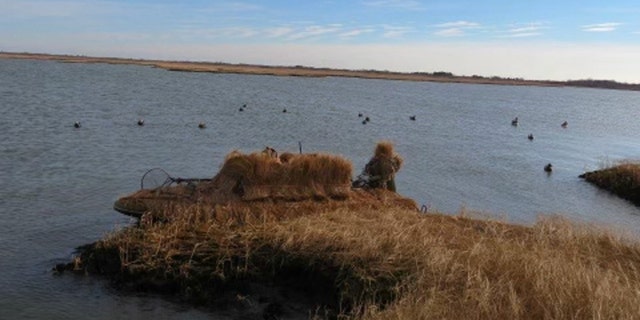 A small duck boat covered in camouflage as it rests against the edge of the marsh in South Oyster Bay with duck decoys floating in the water nearby