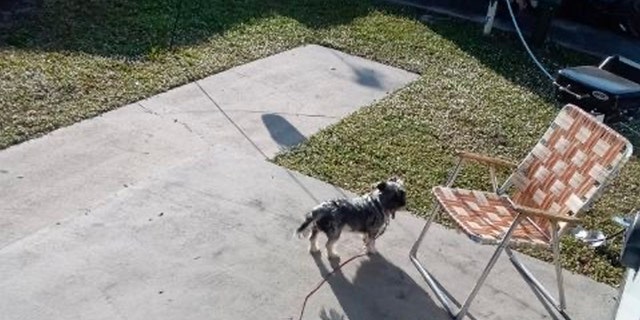 Маленькая собака на поводке на бетонном патио возле шезлонга