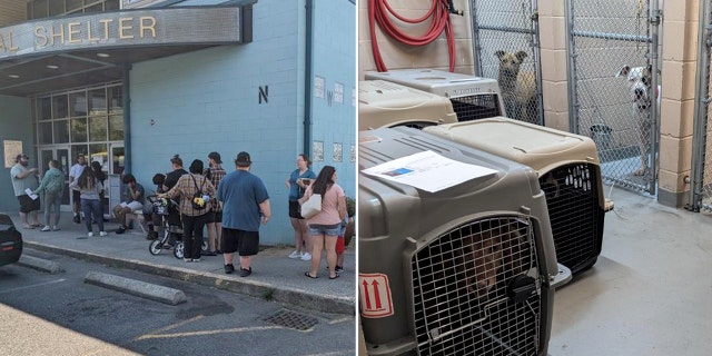 The Humane Society for Tacoma & Pierce County pet adoption split