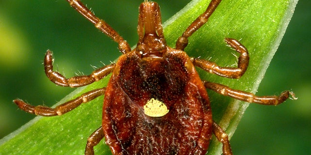 A close-up photo of the tick's back