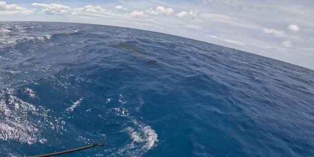Shark shadow