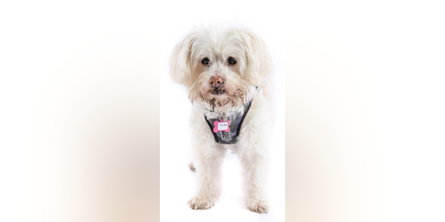 Adoptable dog