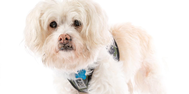 Adoptable dog named Yee Haw