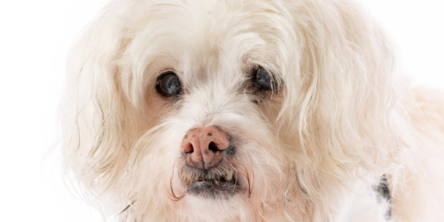 Adoptable dog named Yee Haw